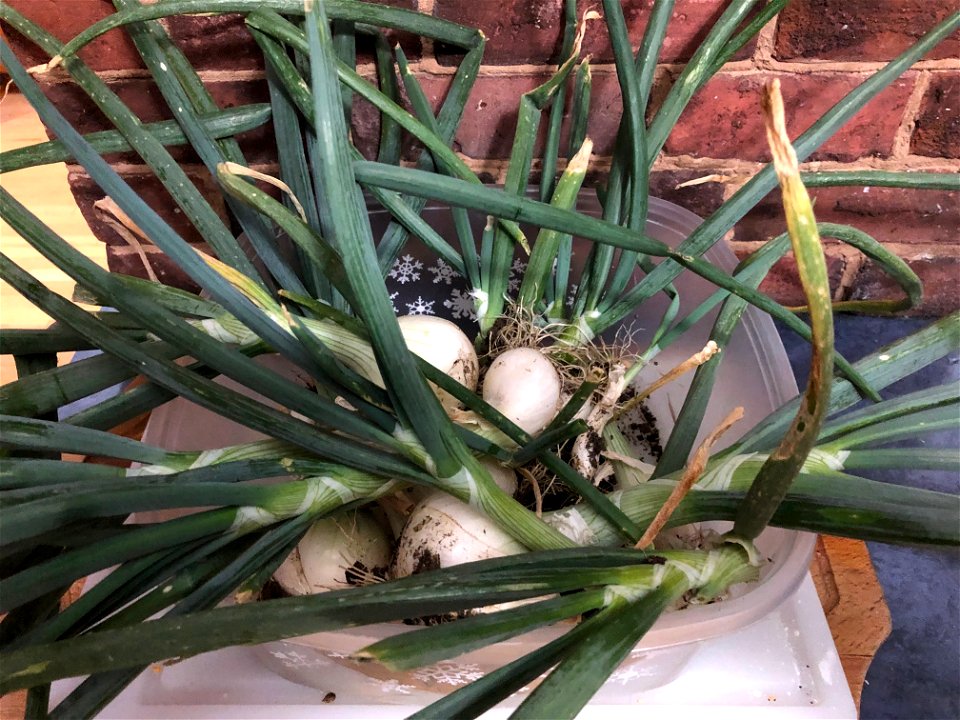 The Mega Green Onion Harvest