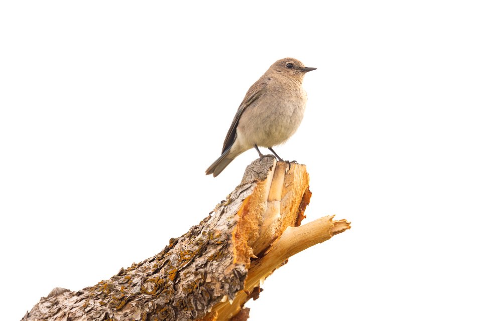 Female mountain bluebird