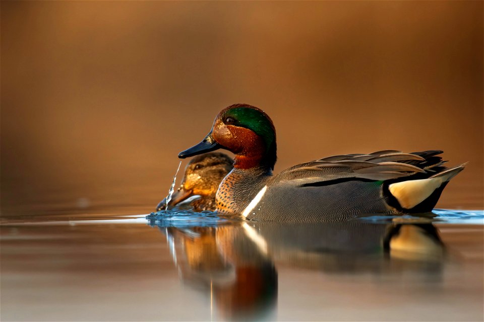 Green-winged teal