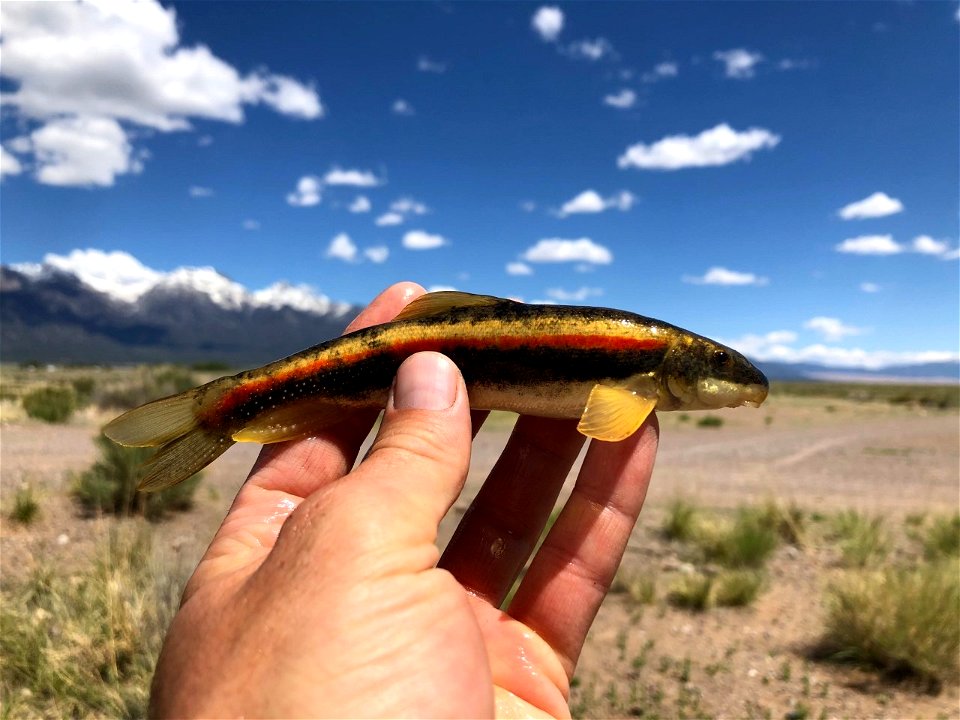 Rio Grande Sucker spawning
