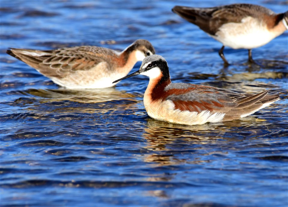 Wilson's phalarope at Seedskadee National Wildlife Refuge