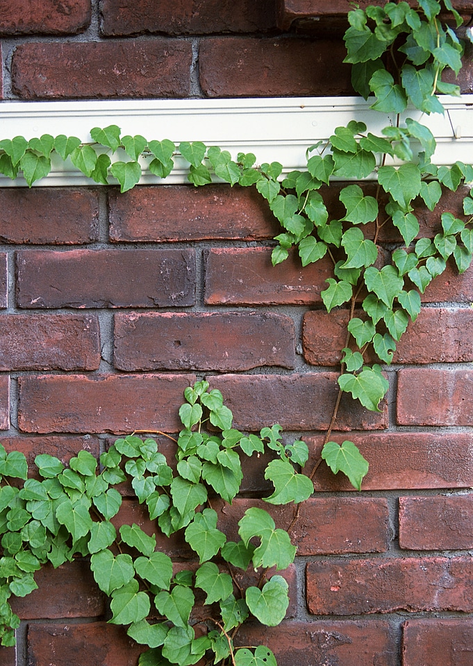 Green ivy on background of brick wall texture