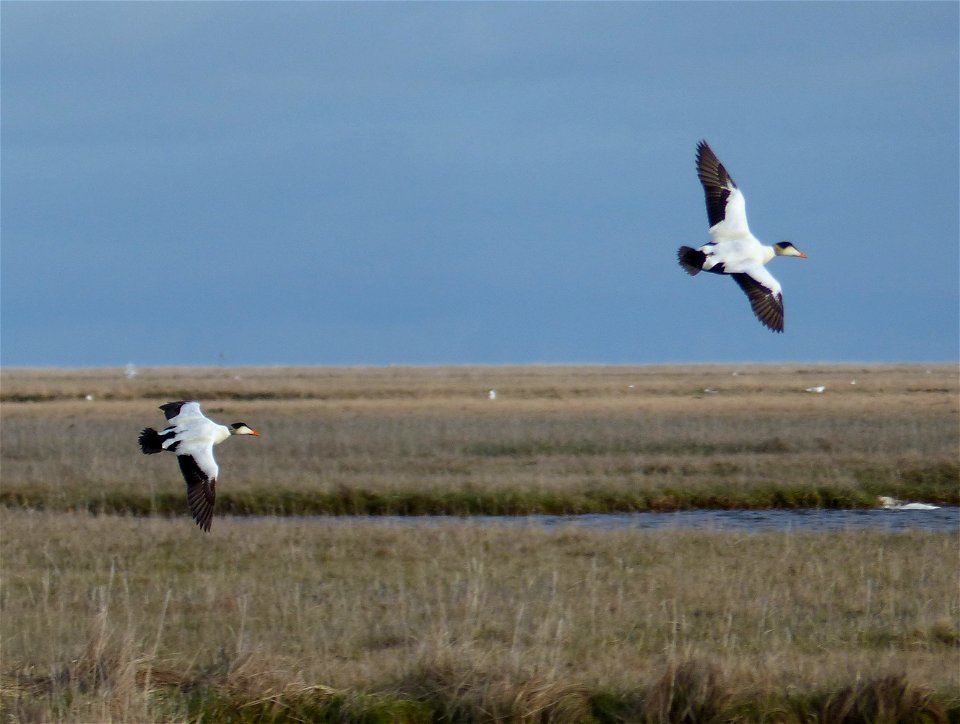 Common eider males photo