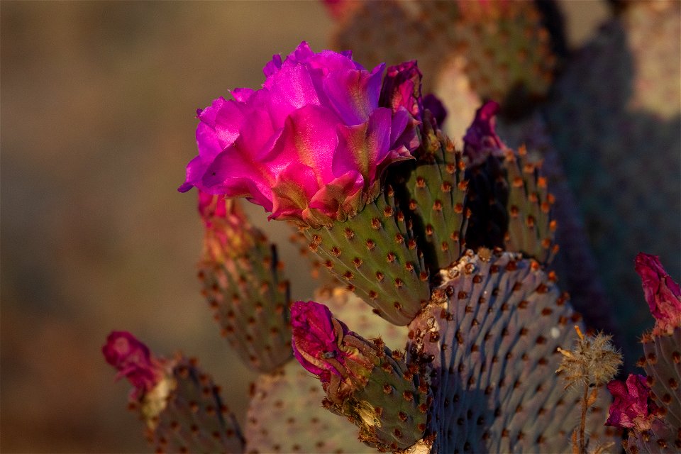 Prickly Pear Cactus Flower photo