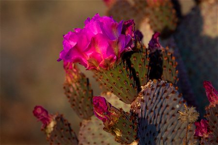 Prickly Pear Cactus Flower photo