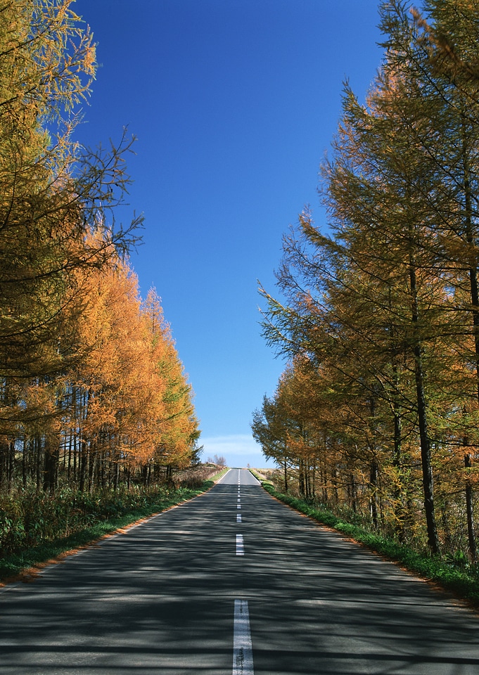 Beautiful countryside road