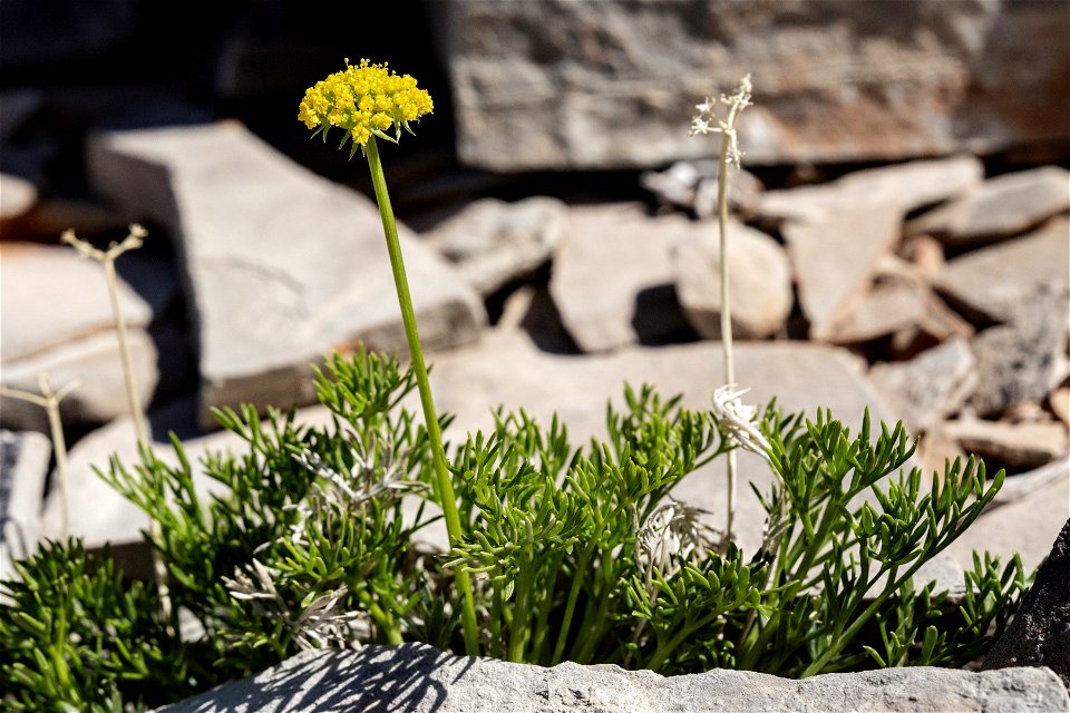 Cymopterus sessiliflorus