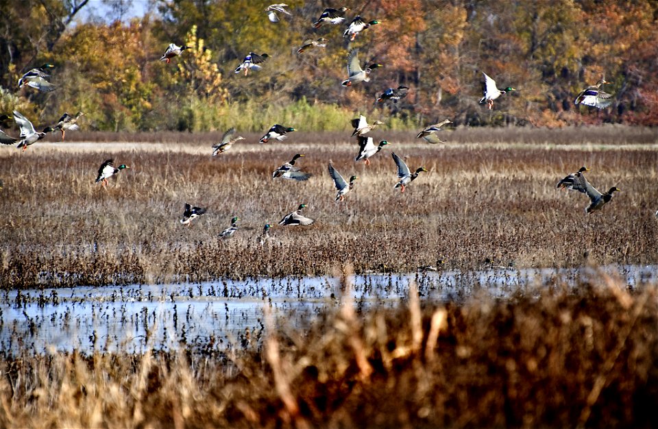 Mallards in flight