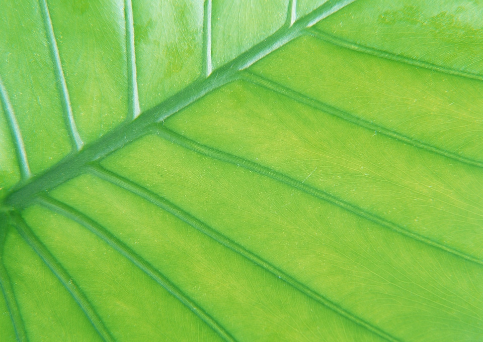 Green leaf as background