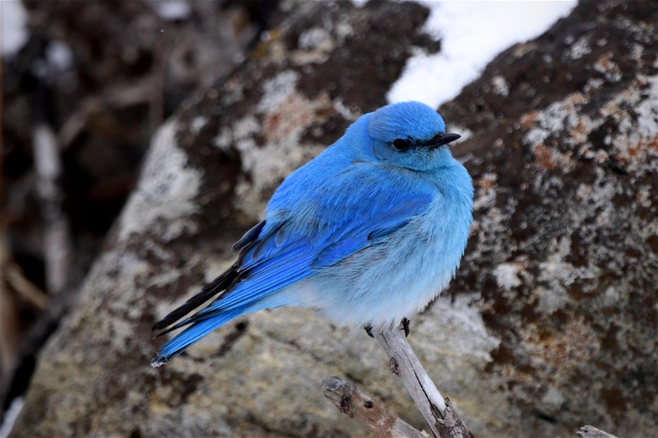 Mountain Bluebird