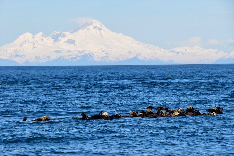 Northern sea otter raft
