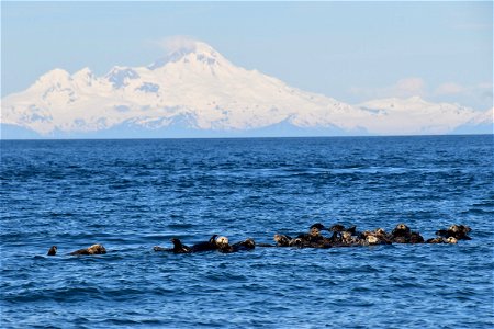 Northern sea otter raft photo