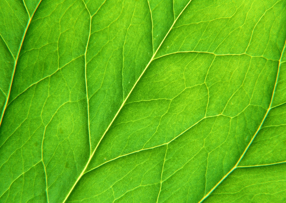 Leaf of a plant close up