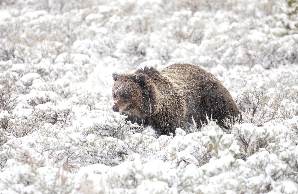 Grizzly Bear on Swan Lake Flat