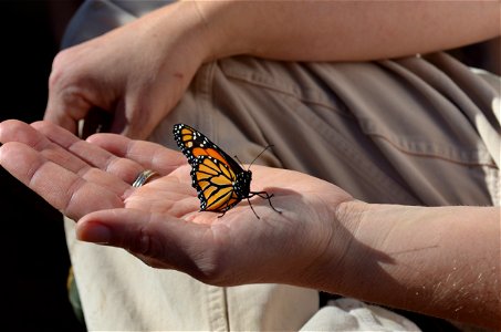 Monarch release photo