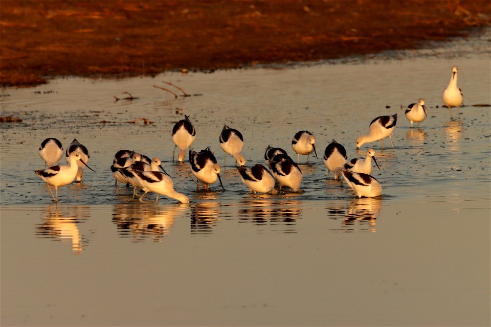 Fall Plumage American Avocets Huron Wetland Management District