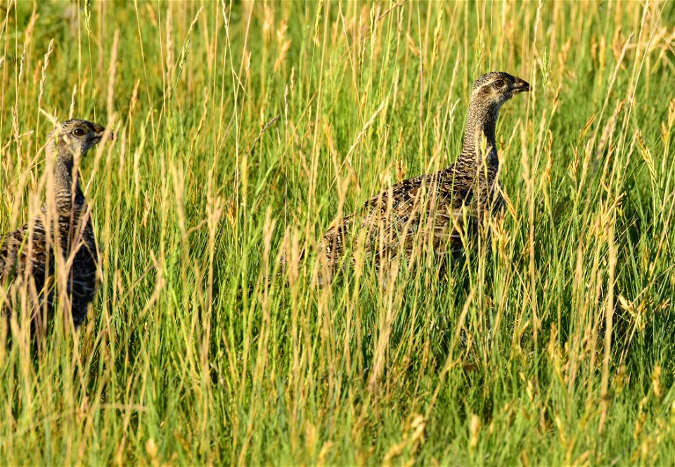 Greater sage-grouse at Seedskadee National Wildlife Refuge