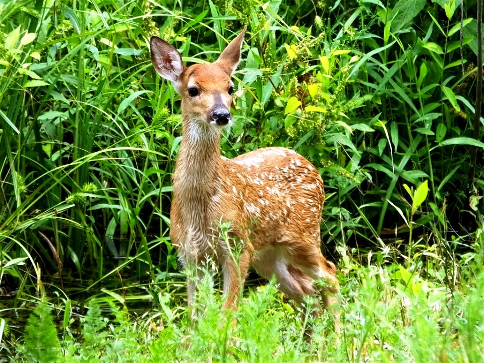 Fawn