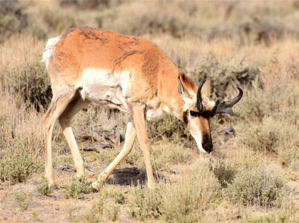 Pronghorn at Seedskadee National Wildlife Refuge