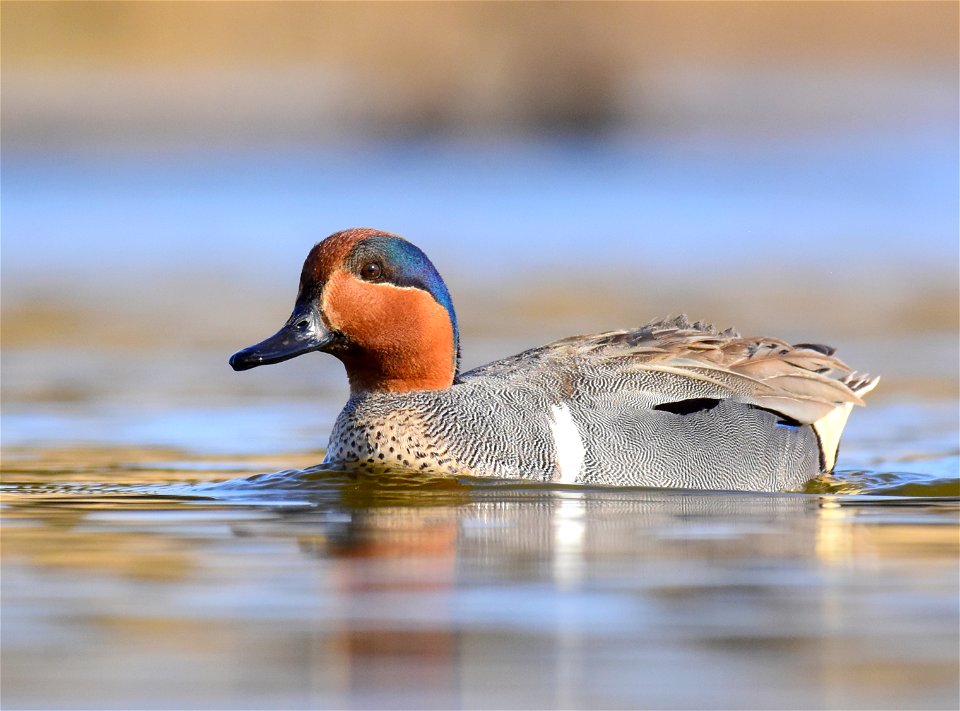 Green-winged teal at Seedskadee National Wildlife Refuge
