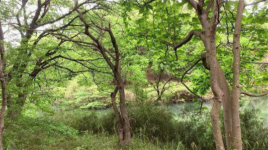 Tsukiike Pond in Nagaike Park, Hachioji-shi photo