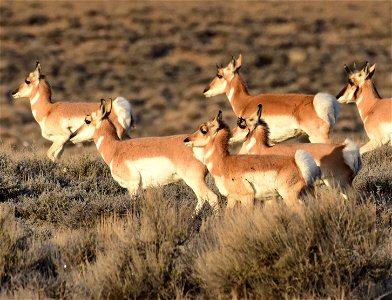 Pronghorn at Seedskadee National Wildlife Refuge photo