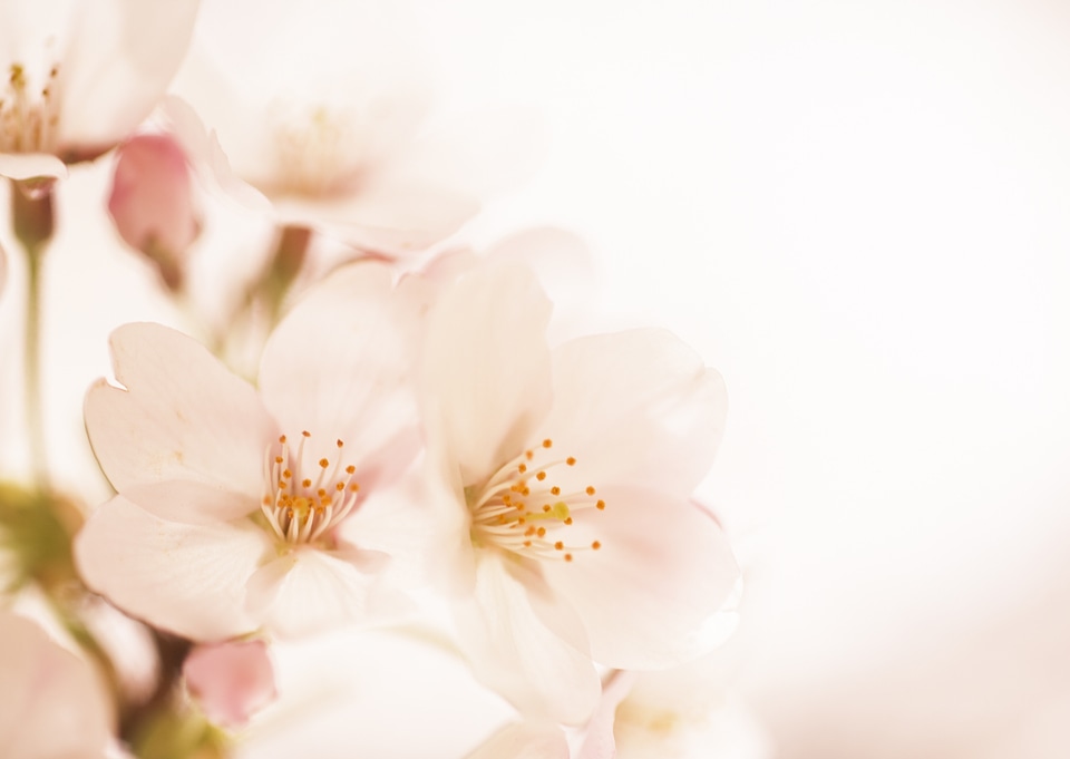 Cherry blossoms (sakura)