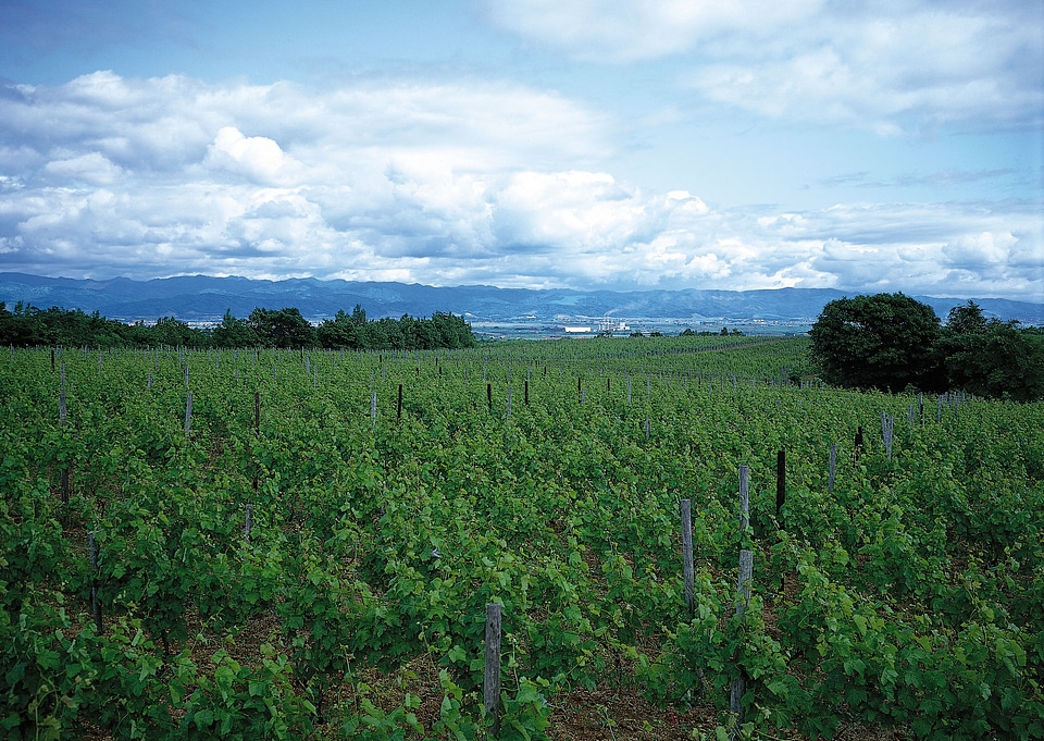 Background image of lush grass field under blue sky