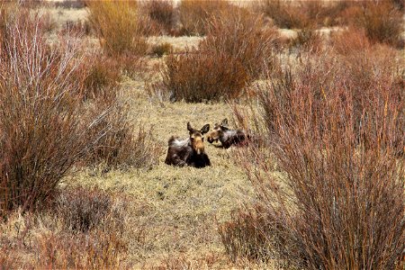Moose calf photo op