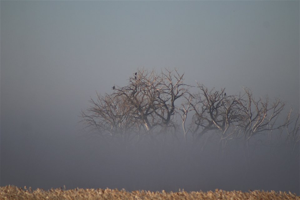 Bald Eagles on Owens Bay Lake Andes National Wildlife Refuge South Dakota photo