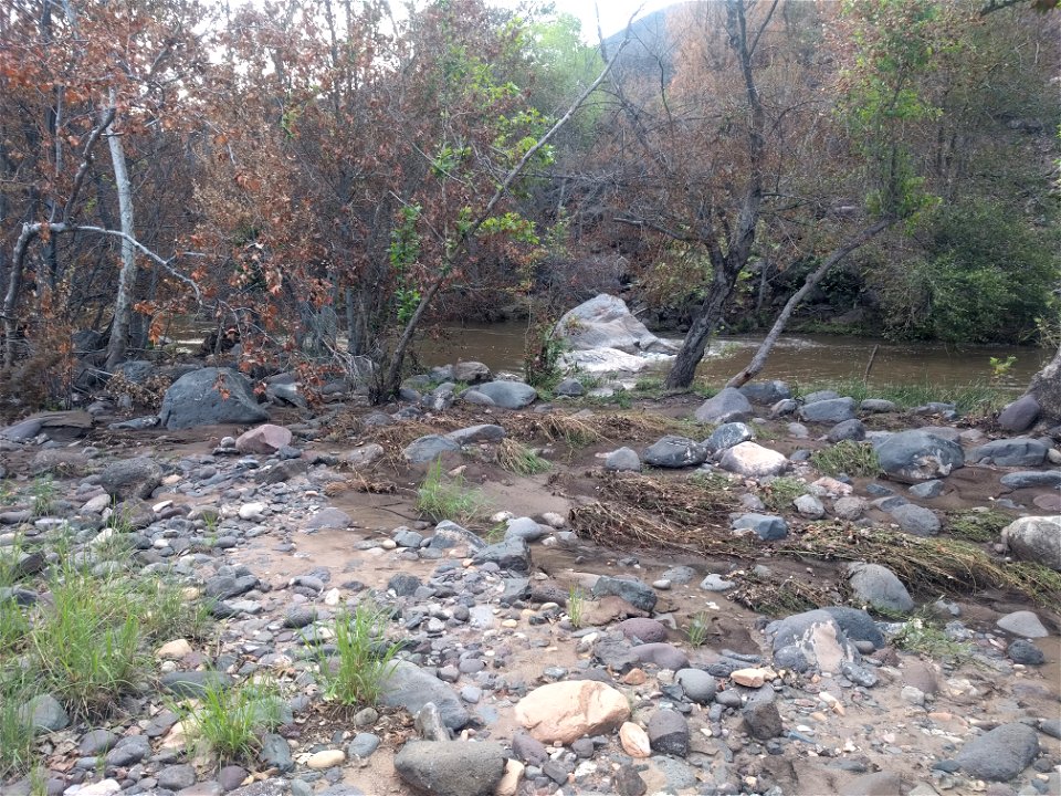 Burned riparian vegetation
