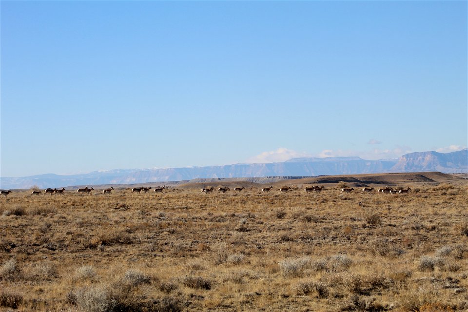 Pronghorn Antelope Running across public lands