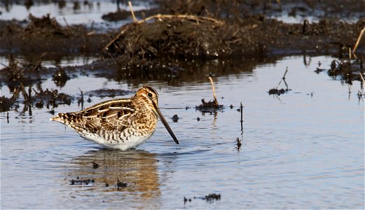 Wilson's Snipe Huron Wetland Management District photo