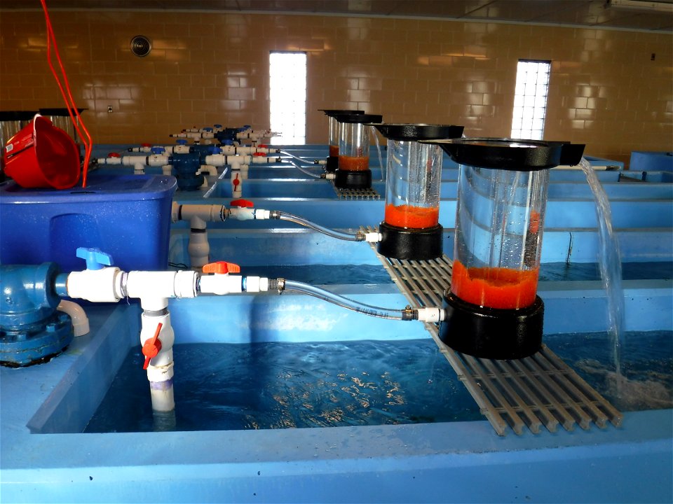 Moving Water Through Egg Jars