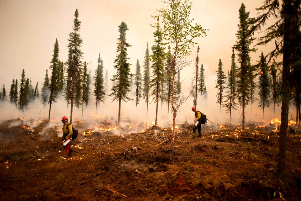 Firefighters perform burn out operation in shaded fuelbreak photo