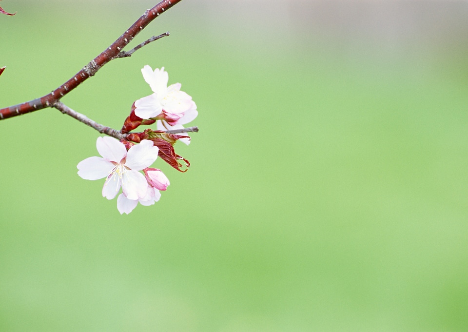 Pink cherry blossom sakura