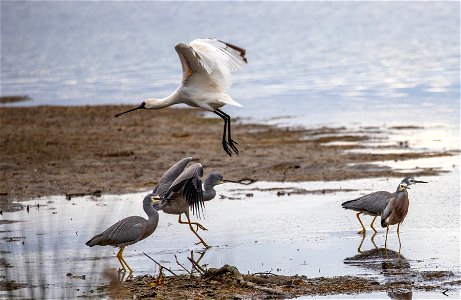 White-faced herons and a royal spoonbill