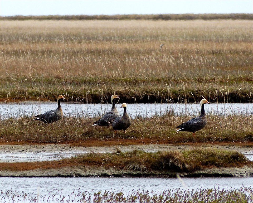 Emperor Goose photo