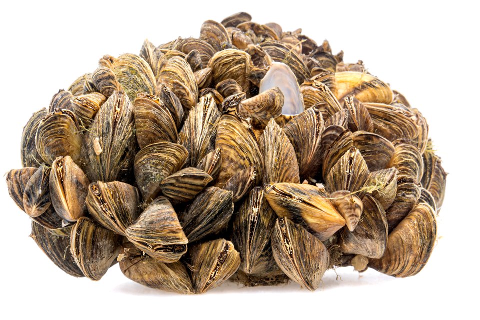 Zebra Mussels (Dreissena polymorpha)