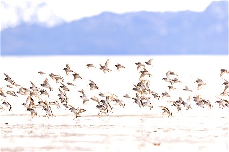 Rock sandpipers in flight over Kachemak Bay.
