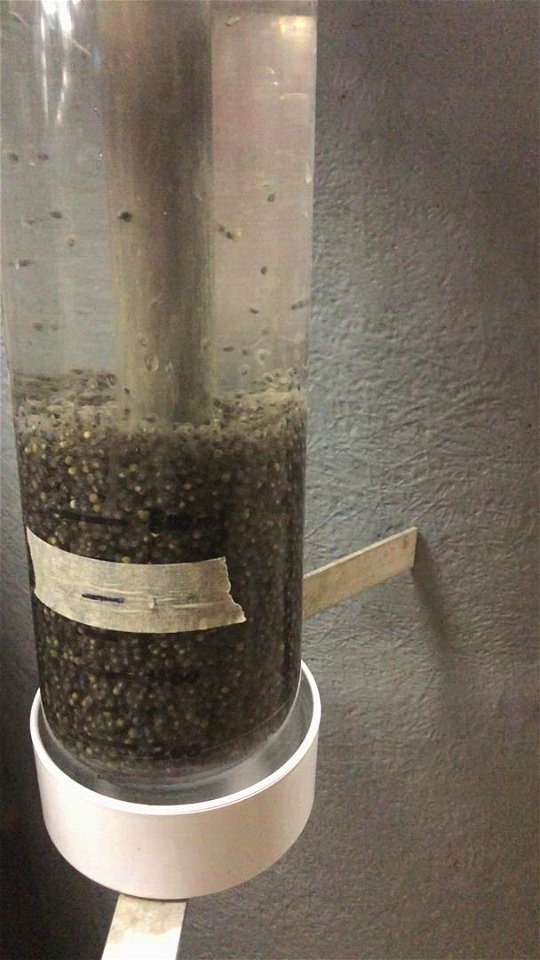 Hatching Pallid Sturgeon