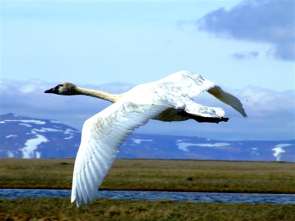 Tundra swan in flight