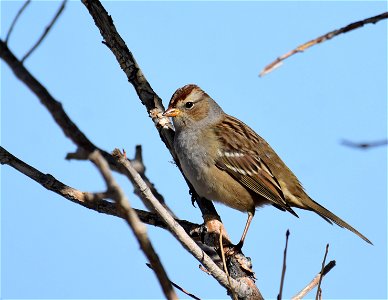 White-crowned sparrow at Seedsakdee National Wildlife Refuge photo