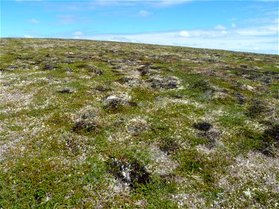 Hilltop lichen meadow photo