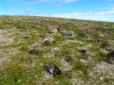 Hilltop lichen meadow