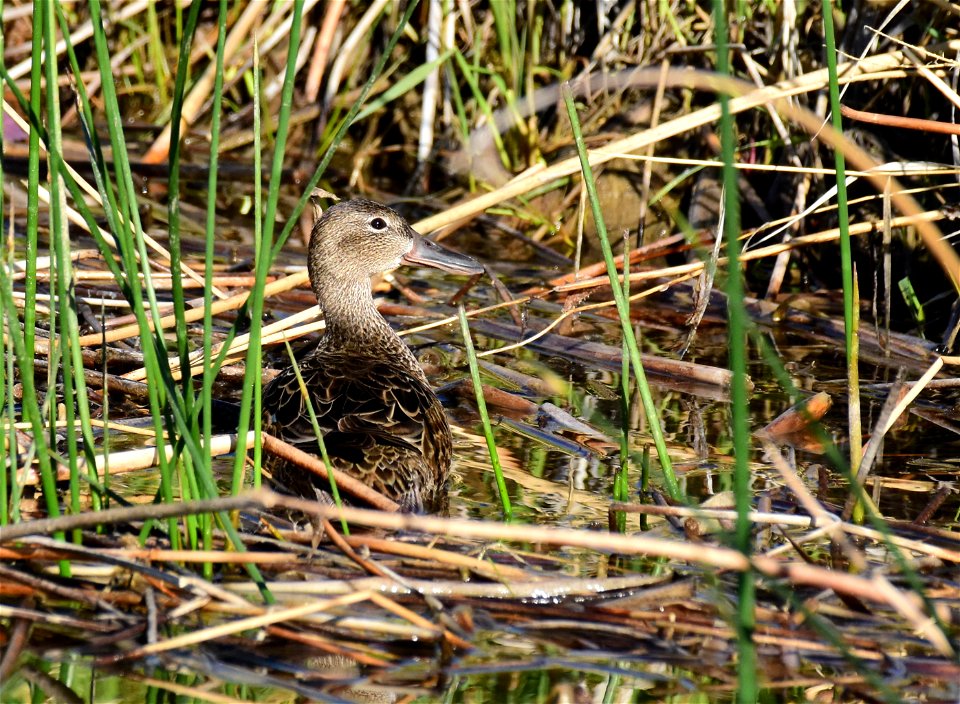 Cinnamon teal at Seedskadee National Wildlife Refuge