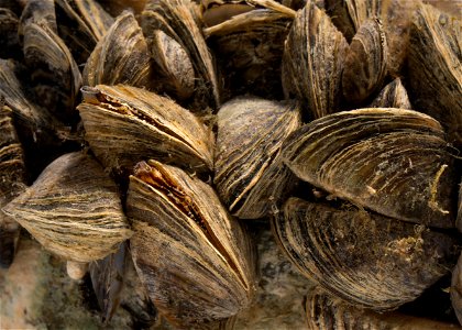 Zebra Mussels (Dreissena polymorpha)