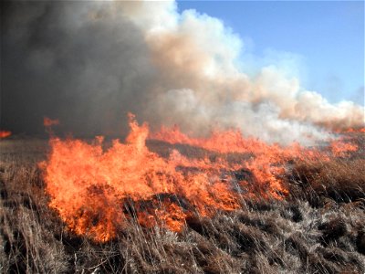 Prescribed Burn