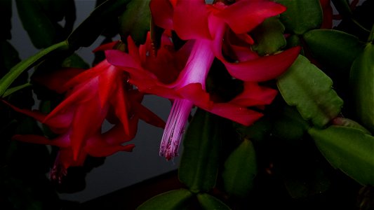 Christmas-cacti_2023_0208_151856