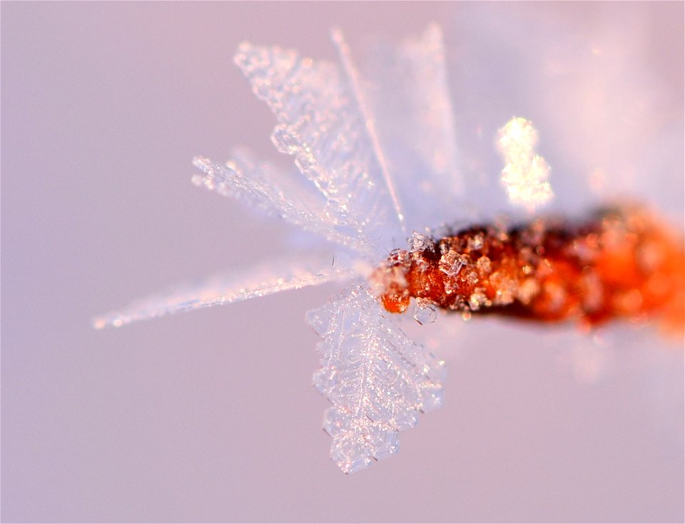 Hoar frost on narrow leaf cottonwood at Seedskadee NWR